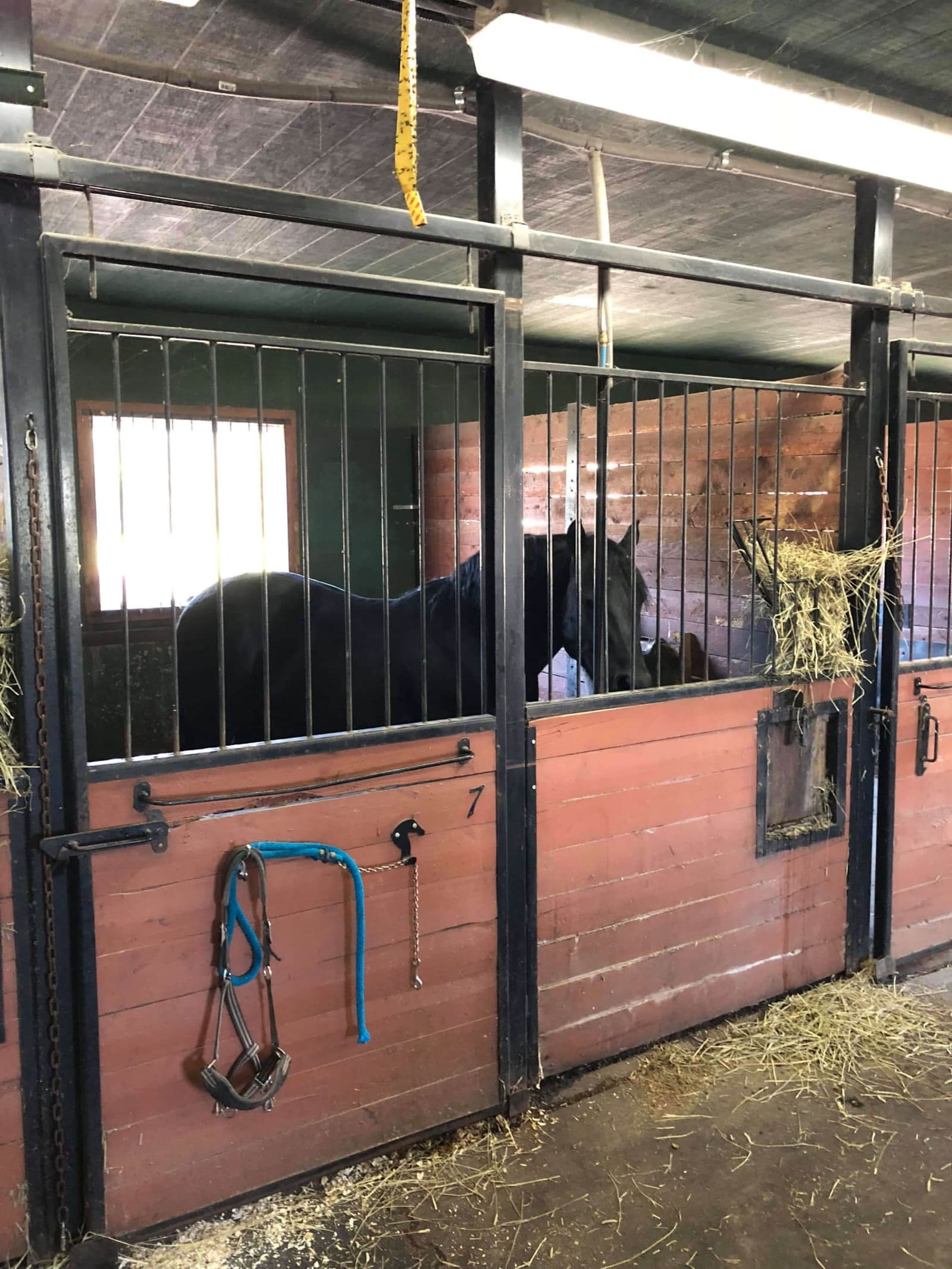 Cheval noir dans son box aux portes de bois et barreaux noirs, foin accroché à la grille