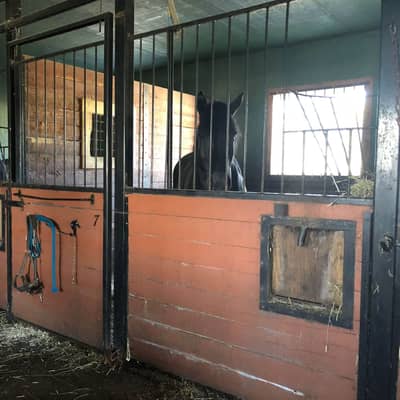 Deux chevaux dans leurs box fenêtrés, licou accroché à la porte