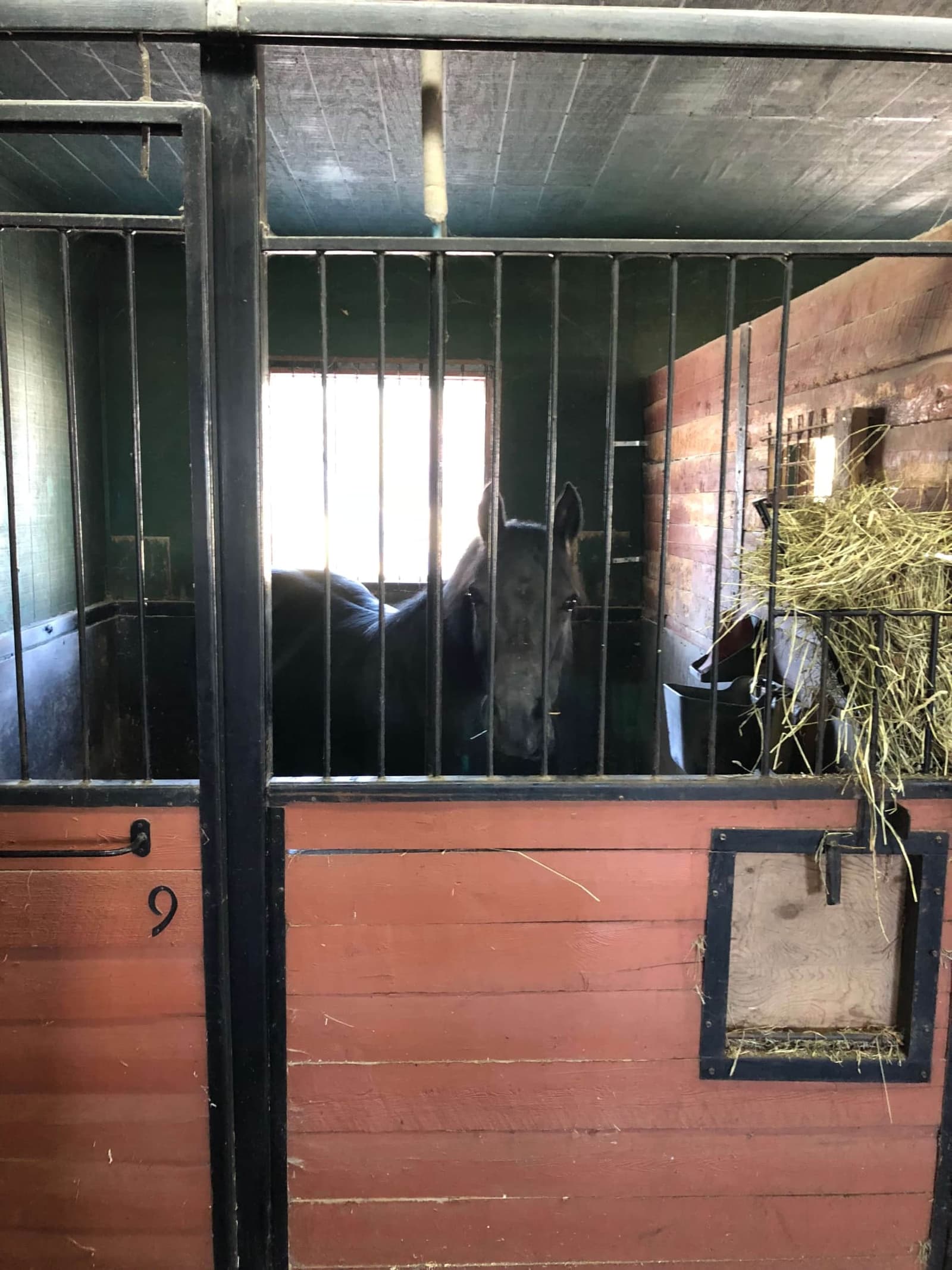 Cheval gris qui regarde à travers la grille de son box, près du filet à foin